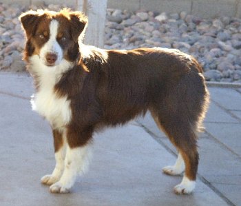 Bold Legend's Last Red Cent, Penny, red tri Mini American Shepherd
