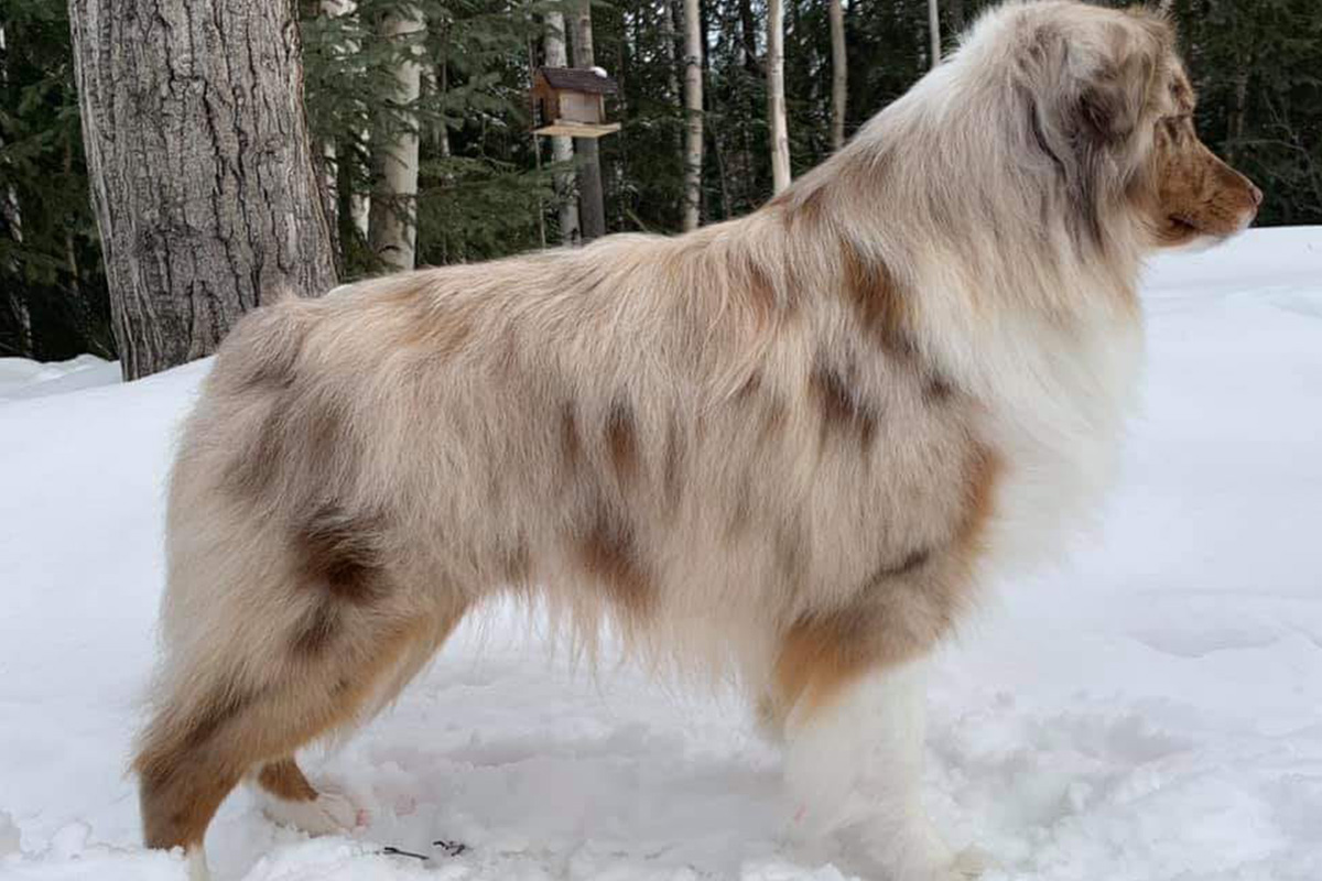 Bertroms a Force to be Reckoned With, red merle male Mini American Shepherd