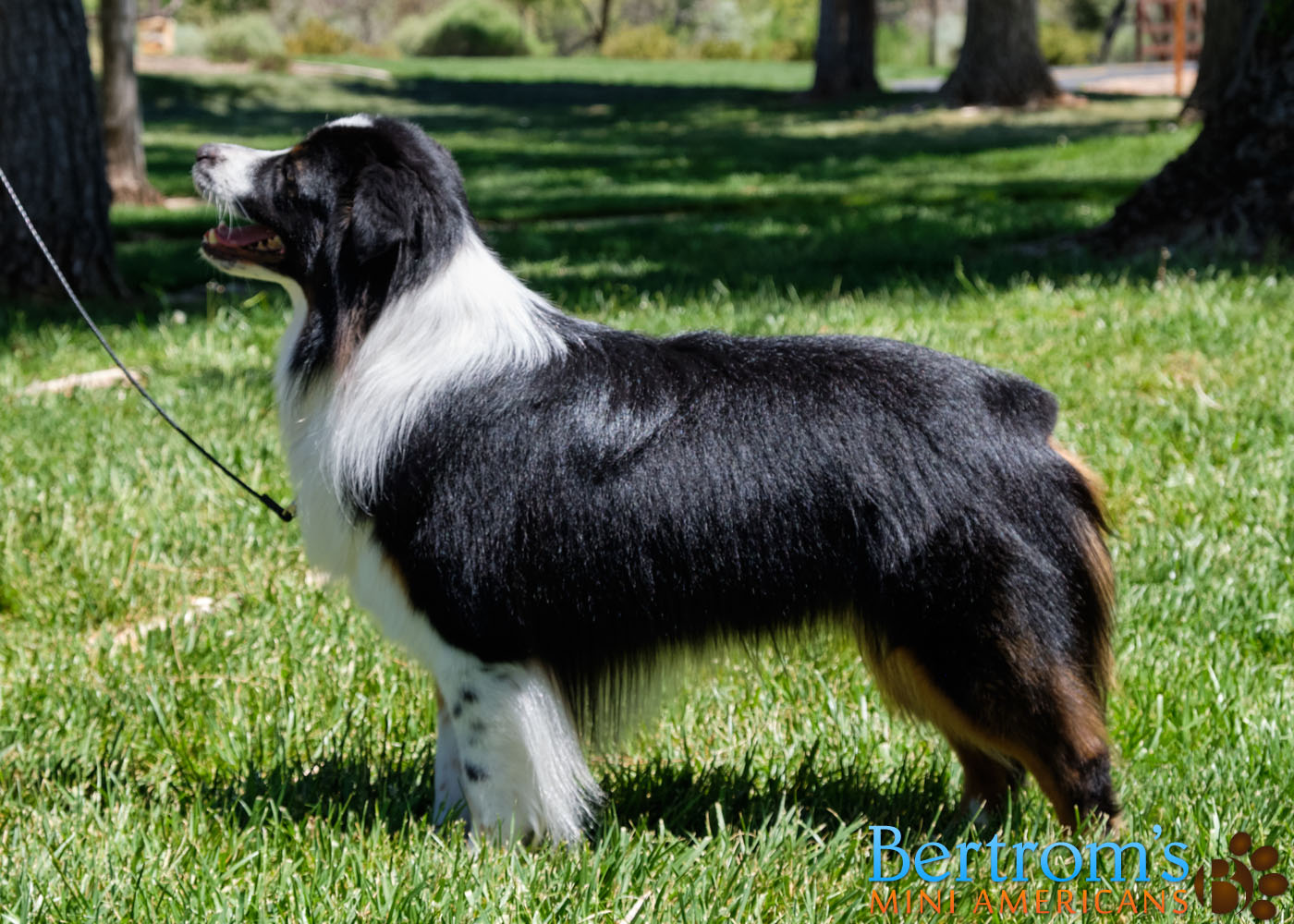 Bertrom's Up Close and Personal, black tri male Miniature American Shepherd, stacking