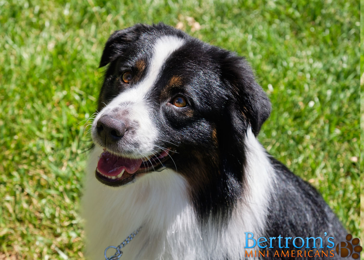 Bertrom's Up Close and Personal, Mini American Shepherd, at a park
